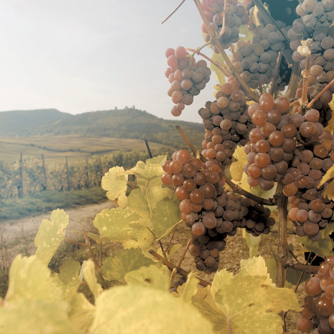Глоссарий: основные сорта винограда